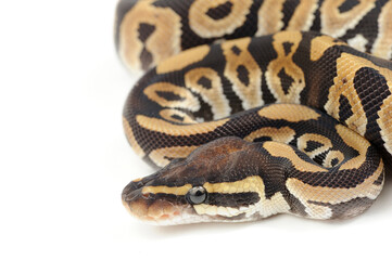 Ball python (Python regius) on a white background