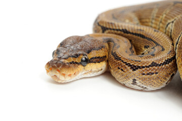 Ball python (Python regius) on a white background