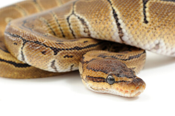 Ball python (Python regius) on a white background