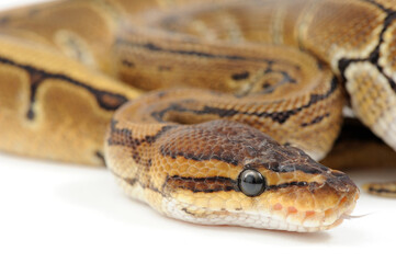 Ball python (Python regius) on a white background