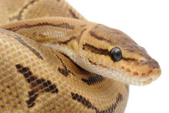 Ball python (Python regius) on a white background