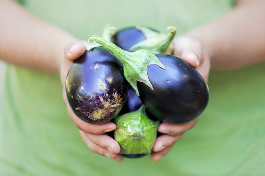 Hands holding eggplant organic produce from farm.