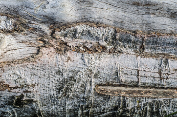 Vintage wooden background with faded peeling white paint. Old wooden painted texture surface.