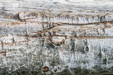 Vintage wooden background with faded peeling white paint. Old wooden painted texture surface.