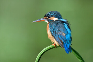 small blue bird with fluffy hair while relaxing perching on green bean perching spot in nature, common kingfisher