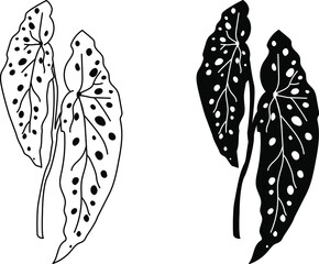 Begonia Maculata icon © Graphic&Illustration
