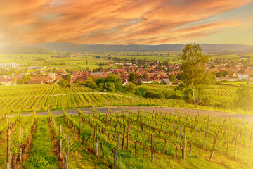 Fototapeta na wymiar sunset in the terraced vineyards of Hallau winegrowing village in Klettgau in the Swiss countryside. Heritage vineyards of Switzerland wine region. Schaffhausen Canton in Switzerland.