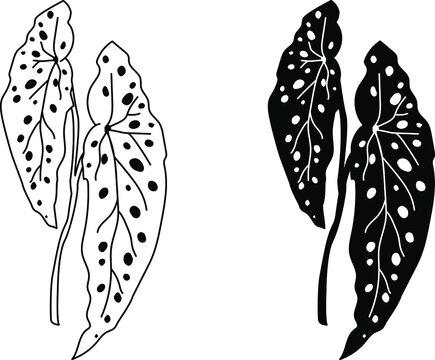 Begonia Maculata icon
