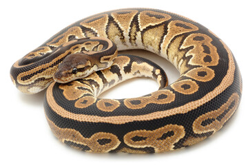 Ball python (Python regius) on a white background