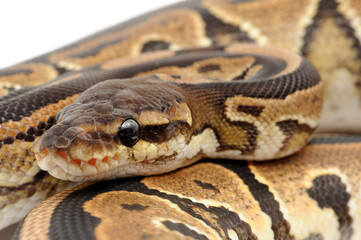 Ball python (Python regius) on a white background