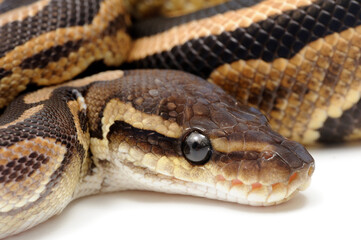 Ball python (Python regius) on a white background