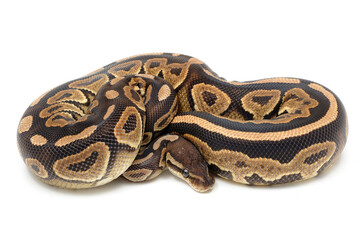 Fototapeta premium Ball python (Python regius) on a white background
