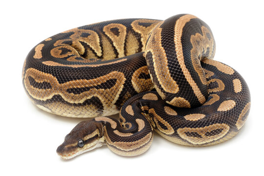 Ball python (Python regius) on a white background