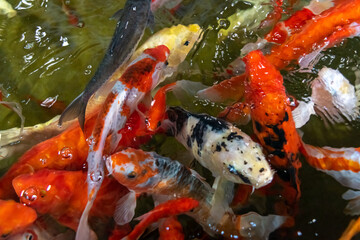 Obraz na płótnie Canvas KOI fish in the dark pool. Many of koi fish are swimming in the dark background. 
