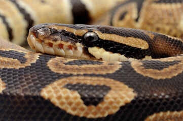 Obraz premium Ball python (Python regius) on a white background