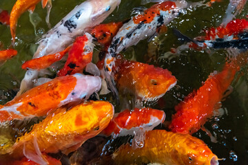 Fototapeta na wymiar KOI fish in the dark pool. Many of koi fish are swimming in the dark background. 
