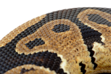 Ball python (Python regius) on a white background