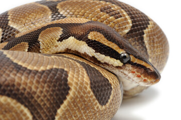 Ball python (Python regius) on a white background