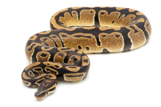 Ball python (Python regius) on a white background