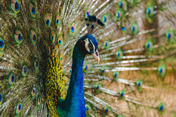 Naklejka premium Beautiful peacock green with blue plumage in close up. Tails of peacocks to represent the art of nature.
