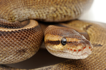 Ball python (Python regius) on a white background