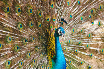 Naklejka premium Beautiful peacock green with blue plumage in close up. Tails of peacocks to represent the art of nature.