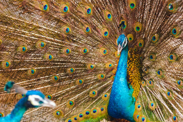 Beautiful peacock green with blue plumage in close up.  Tails of peacocks to represent the art of...