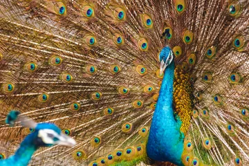 Rolgordijnen Beautiful peacock green with blue plumage in close up.  Tails of peacocks to represent the art of nature. © czchampz