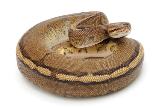 Ball python (Python regius) on a white background