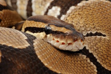 Ball python (Python regius) on a white background