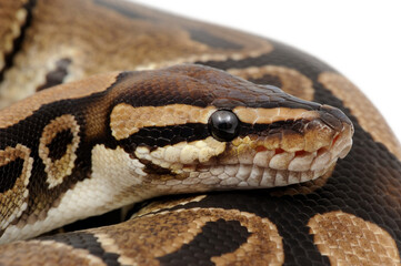 Ball python (Python regius) on a white background