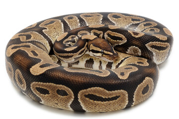 Ball python (Python regius) on a white background