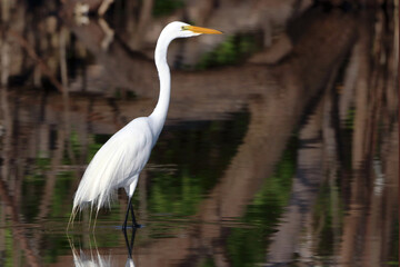 male Great Egret (Ardea alba) with nuptial plumage (egretas) walking in river