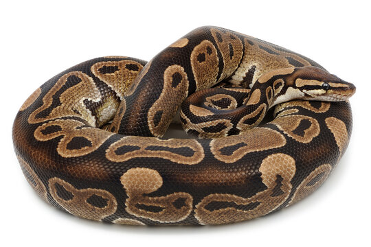 Ball python (Python regius) on a white background