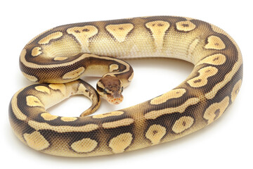 Obraz premium Ball python (Python regius) on a white background