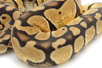 Ball python (Python regius) on a white background
