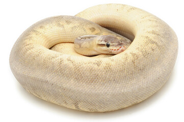 Ball python (Python regius) on a white background