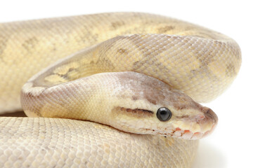 Ball python (Python regius) on a white background