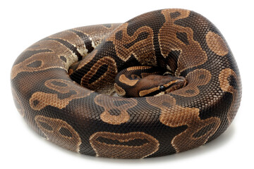 Ball python (Python regius) on a white background