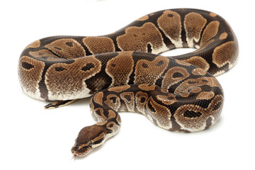 Ball python (Python regius) on a white background