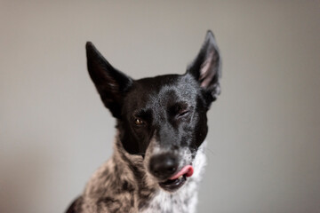 Close up to a dog's face, selective focus, he is winking and sticking his tongue out, he has a funny expression, this on a gray and blurred background, concept of animal expressions.