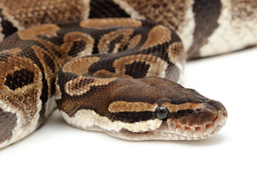 Ball python (Python regius) on a white background