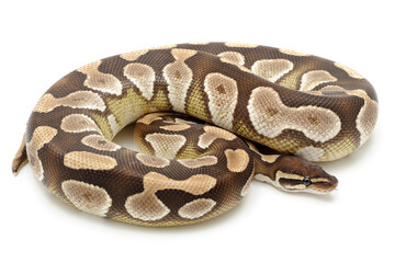 Ball python (Python regius) on a white background