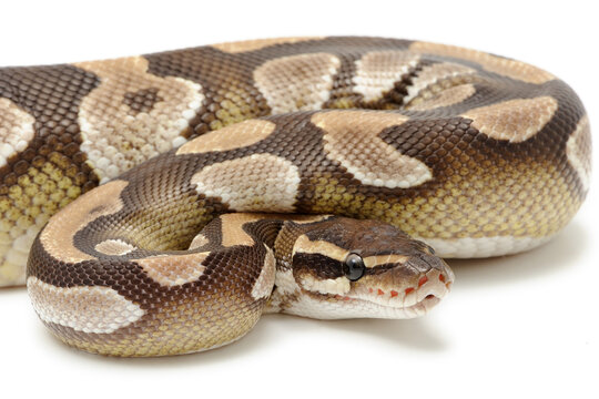 Ball python (Python regius) on a white background