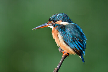 chubby blue bird calmly sitting on thin branch over green background with fluffy feathers