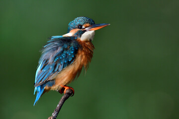 funny face and stances of common kingfisher, small blue bird with her wonderful actions