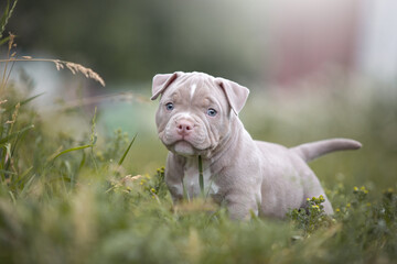 puppy in the grass