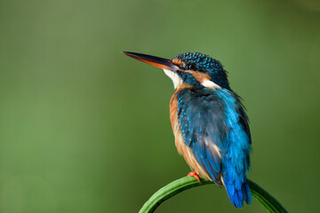 tiny blue bird with large beaks looking up sky while chilling sitting on curve bean fruit, common kingfisher