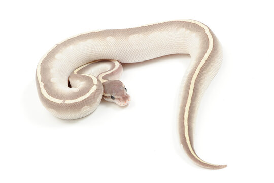 Ball python (Python regius) on a white background