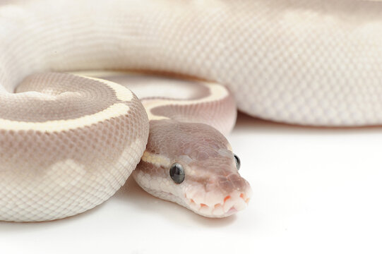 Ball python (Python regius) on a white background